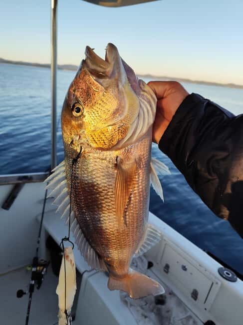 Zadar: Sunset Fishing Half-Day Guided Boat Trip - Which fish you’re aiming for (and what that means for your expectations)